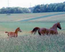 pedigrees chevaux pur-sang arabes